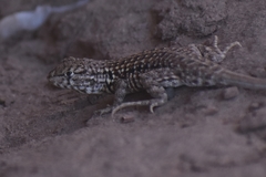 Liolaemus grosseorum