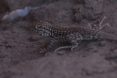 Liolaemus grosseorum