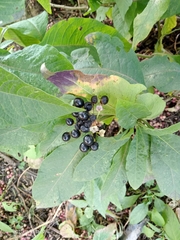 Sambucus ebulus