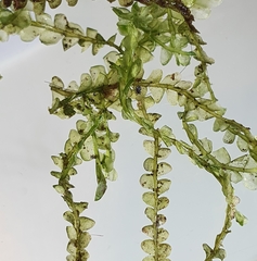 Chiloscyphus pallescens