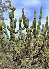 Cereus forbesii