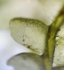 Chiloscyphus pallescens