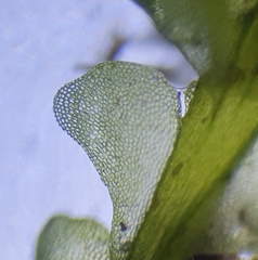 Chiloscyphus pallescens