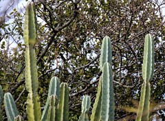 Cereus forbesii