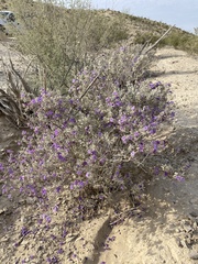 Leucophyllum candidum