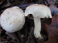 Tricholoma odorum