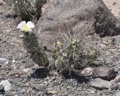 Tephrocactus aoracanthus