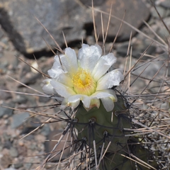 Tephrocactus aoracanthus