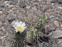 Tephrocactus aoracanthus