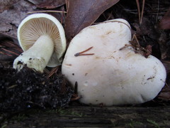 Tricholoma odorum
