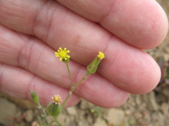 Senecio sylvaticus