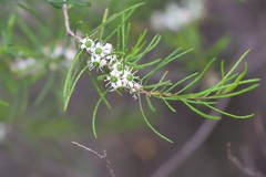 Philotheca deserti deserti