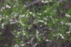 Philotheca deserti deserti