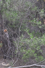 Philotheca deserti deserti