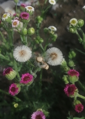 Erigeron apiculatus