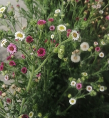 Erigeron apiculatus
