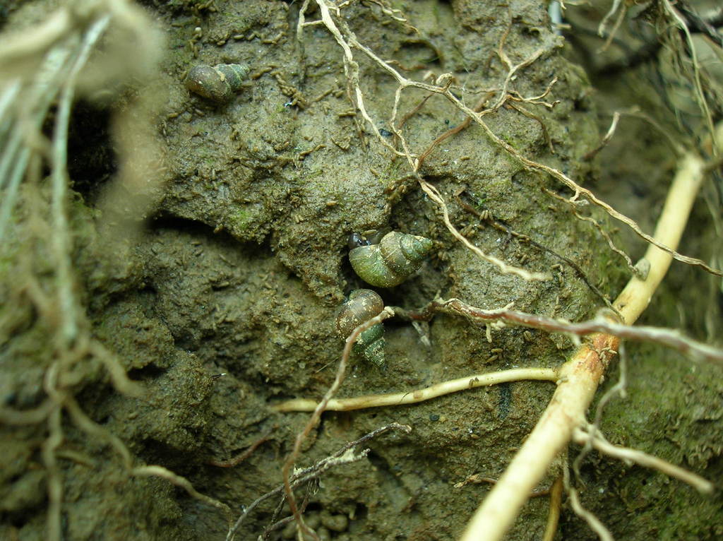 Pomatiopsinae