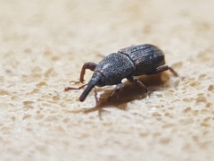 Sitophilus zeamais