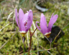 Primula pauciflora pauciflora