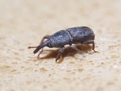 Sitophilus zeamais