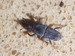 Sitophilus zeamais