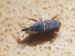 Sitophilus zeamais