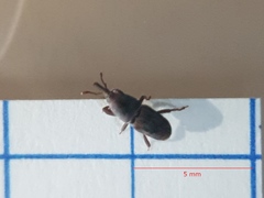 Sitophilus zeamais
