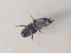 Sitophilus zeamais