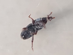 Sitophilus zeamais