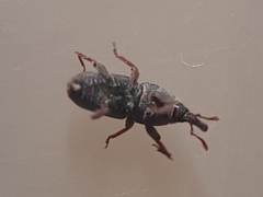 Sitophilus zeamais