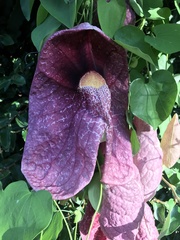 Aristolochia gigantea