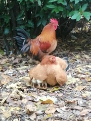 Gallus gallus domesticus