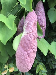 Aristolochia gigantea