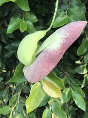 Aristolochia gigantea