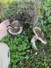 Pseudochitonia