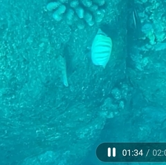Chaetodon multicinctus