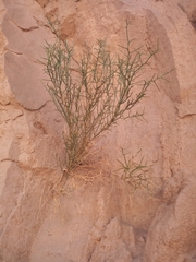 Hualania colletioides