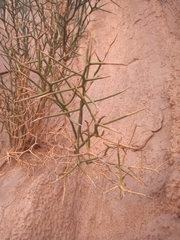 Hualania colletioides