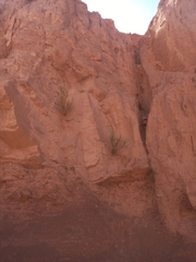 Hualania colletioides