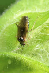 Dicyphus globulifer