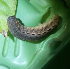 Noctua pronuba