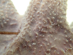 Ircinia felix