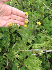 Layia hieracioides