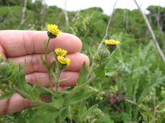 Layia hieracioides