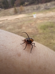 Acoloithus falsarius
