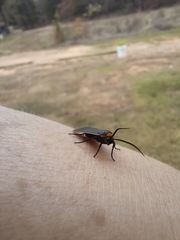 Acoloithus falsarius