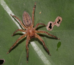 Thelcticopis severa