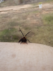 Acoloithus falsarius