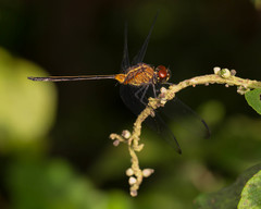 Orthemis concolor