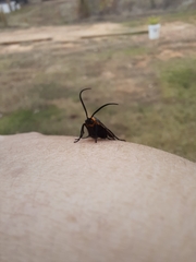 Acoloithus falsarius